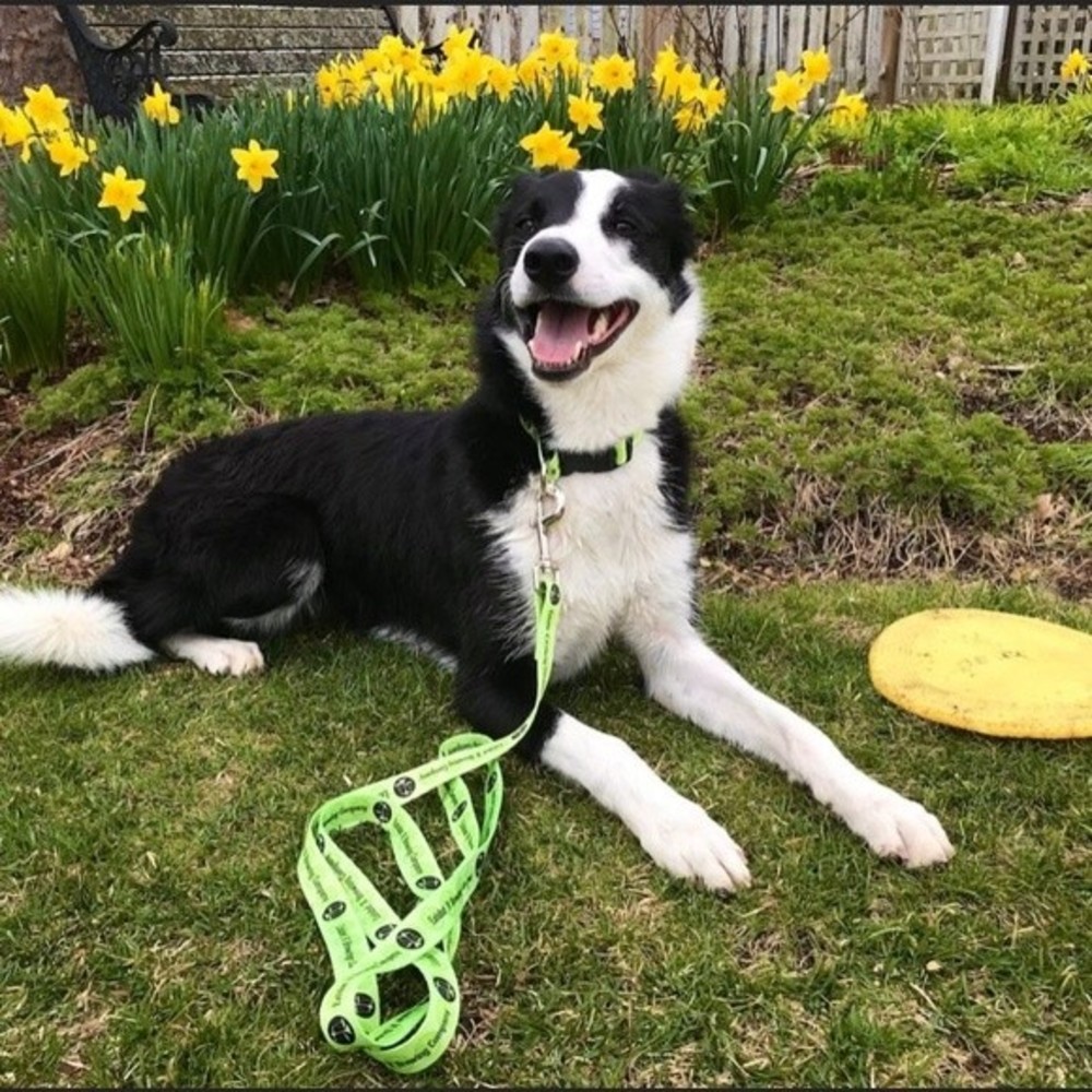 Exhibit ’A’ Brewing Company Dog Leash